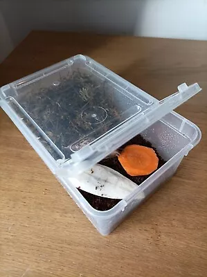 £12.50 • Buy Giant African Land Snail Starter Kit For Young Snails, Clear (Read Desc)