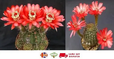 Lobivia Dobeana Cactus | 20+ Seeds | Red Easter Cactus | Same Day Dispatch • £4.99