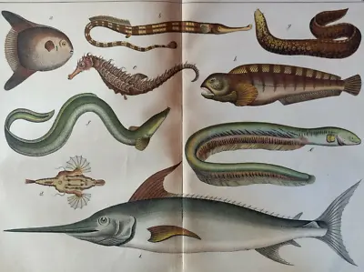 Fish Swordfish Eel Moray Eel Seahorse ....lithograph...1886 • $17
