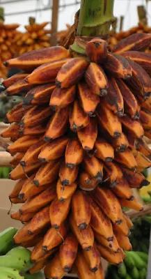 Banana Orange - Musa Bukensis 4 Seeds - Garden Vegetable Garden Platanera • £2.78