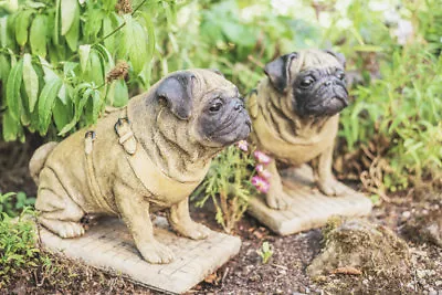 Lifesize PAIR Sitting Pug Dog Stone Cast Very Heavy Statues By DGS 56KGS • £420.99