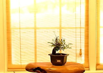 Outdoor Live Chinese Elm Bonsai Tree W/ Pot • $90