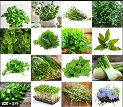 Garden Fresh Herb Vegetable Fruit Seeds Mint Garlic Green Grow Pot Easy Soil UK • £1.49