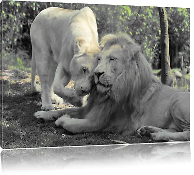 Love Lion Pair B&w Detail Canvas Picture Wall Decoration Art Print • £18.04