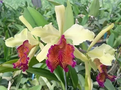 Orchid Species  - Cattleya Dowiana F. Aurea • $68