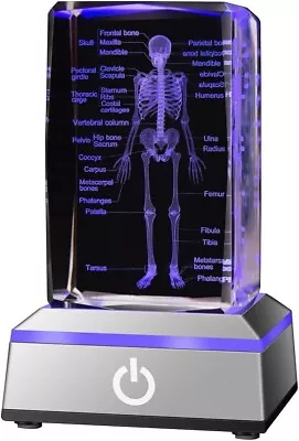 Crystal Engraved Human Skeleton Model Statue Medical Teaching Education Decor • $35