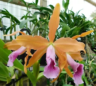Cattleya Orchid Species - Laelia Tenebrosa • $30