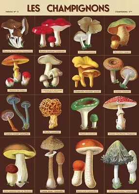 Cavallini & Co. Les Champignons Mushroom 20  X 28  Decorative Paper /Poster/Wrap • $6.95