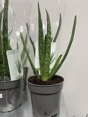 Aloe Vera House Plant Indoor Medicinal 10.cm Pot • £6.50