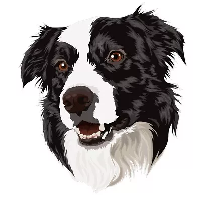 Border Collie Car Sticker Decal Window Sticker Vehicle Sticker • $5.95