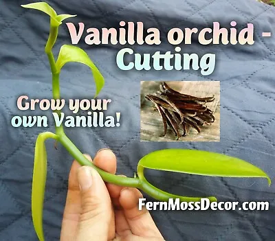 1 - VANILLA Planifolia * 3' Ft Long Cutting * Live Orchid Plant * Beans Non-GMO • $138.16
