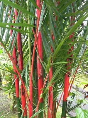 60 Giant Costa Rico Red Moso Bamboo Seeds Phyllostachys Pubescens Garden Plant • $2.51