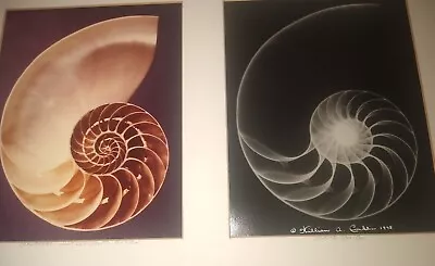 William A. Conklin X-Ray  & Color Photo Diptych Chambered Nautilus • $1499