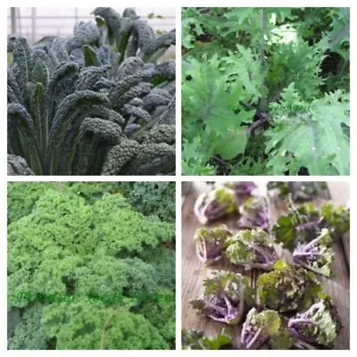 Kale Seeds - Huge Selection Of Varieties • £2.59