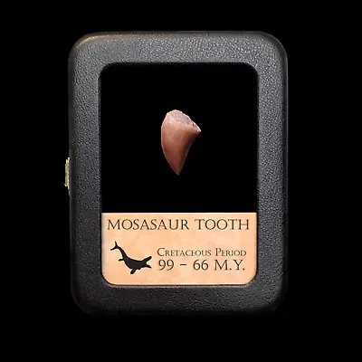 Mosasaur Tooth - With Beautiful Display Case • $24.98