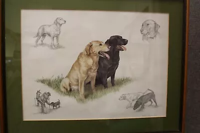 £35 • Buy Framed Nigel Hemming Labrador Print