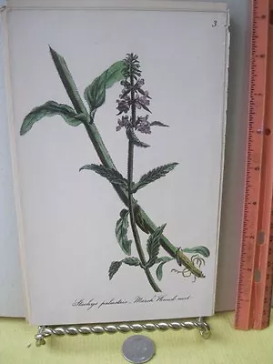 Vintage PrintBIRDS EYEWild Flower Great Britain1863-66Gower+Smith • £11.57