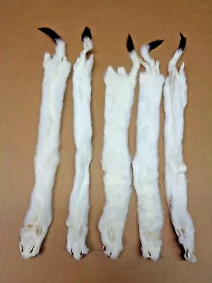 #1 Quality XL Tanned White Ermine/Weasel/Fur/Crafts/Trapping/Stocking Stuffers • $26.95