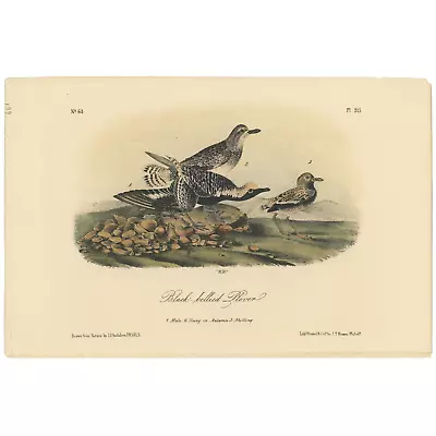 Audubon Birds Octavo 2nd Ed 1856 H/c Lithograph Pl 315 Black-bellied Plover • $25.35