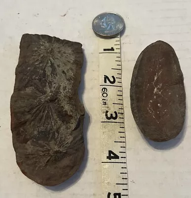 Mazon Creek Fossil Fern Annularia LOT OF 2 Illinois Plant Pennsylvanian- 309MYO • $4.99