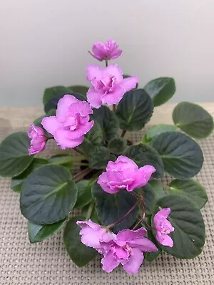 African Violet Plant  “Little Busybody” Semiminiature • $8.99