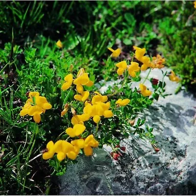 Wildflower - Bird's Foot Trefoil - Kings Seeds - 100 Seeds • £2