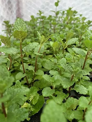 English  Mint  Spearmint Cutting/ Plug Plant • £1.60