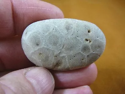 (F831-205) 1-3/4  Unpolished Petoskey Stone ANCIENT Coral Specimen MI State Rock • $15.99