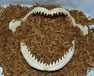 $15.99 • Buy Premium Sun Dried Meal Worms Cichlid Koi Oscar Pond Fish Turtles Reptile Birds