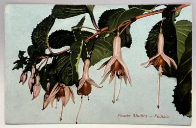 1909 Fushia Flower Studies Vintage Postcard • $5.95