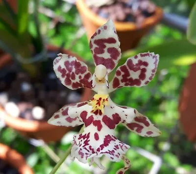 Oncidesa Nanboh Waltz BS Orchid Plant 3.5  Pot • $19.99