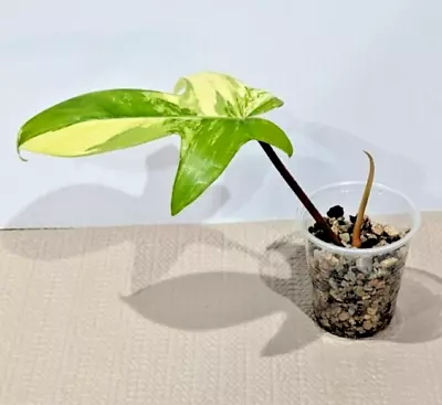 Philodendron Florida Beauty Highly Variegated Aroid • $29