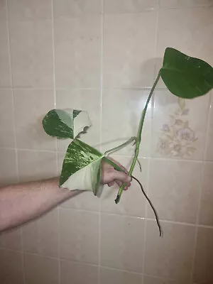 Variegated Monstera Albo Cutting • $11.50