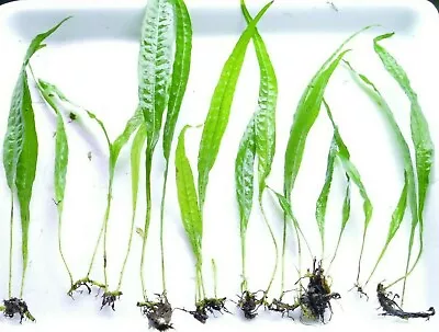 £2.94 • Buy JAVA FERN AQUARIUM AQUATIC FISH TANK  PLANTS TROPICAL LIVE Shrimp Safe