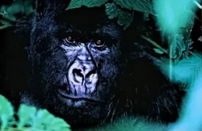 Thomas Mangelsen  Gentle Giant The Silverback  Gorilla Photograph Nature 8x10 • $150