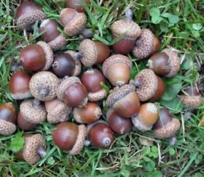 100+ Red Oak Acorns With Caps Fresh For Seed Feed Crafts • $18
