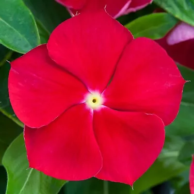 Vinca Seeds 25 Seeds Vinca Blockbuster Red With Eye F1 Seeds • $4.75