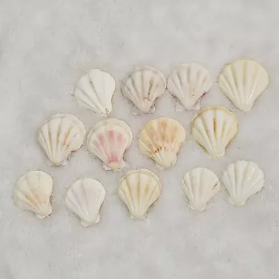 Mixed Lot Of Scallop AND Clam Style Sea Shells • $11.99