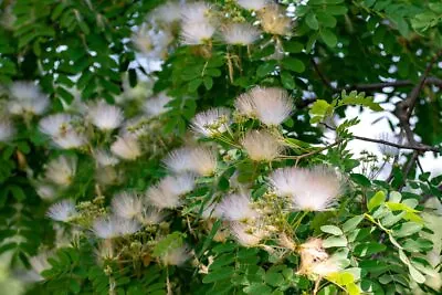 White Silk Mimosa Tree Seeds For Planting (30 Seeds) - Albizia Kalkora - Persian • $9.96