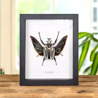 Giant Goliath Taxidermy Beetle Frame (Goliathus Orientalis) • $93.45