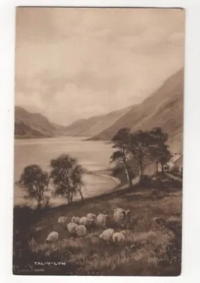£2 • Buy Elmer Keene Talyllyn Merionethshire North Wales Sheep Vintage Art Postcard 579c