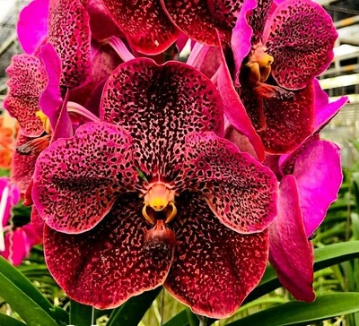 $16.50 • Buy ORCHID - Vanda (Thongchai X Kulvadee Fragrant) -HUGE BLOOMS