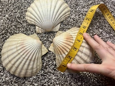 $12 • Buy Lot Of 3 Shells 5” Wide Scallop Seashells Cream Color For Crafts Or Food Display
