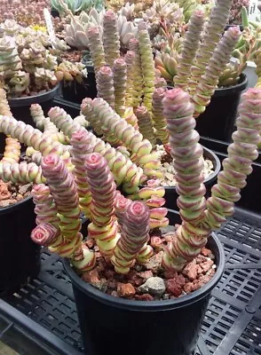 Crassula Baby's Necklace Succulent Plant • $14.50