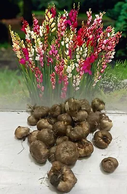1-100 Mixed Ixia (corn Lily) Bulbs For Rockeries Pots & Tubs Perennial • £4.20