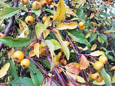 Cut-leaf Crabapple MALUS TRANSITORIA Edible Fruits Great Autumn Colour 30+cm • £9.90