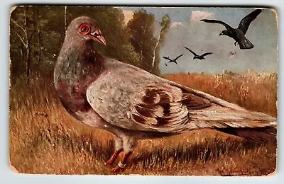 Red Pied Carrier Pigeon Birds Postcard Rustic View Artist Signed Muller 317 • $16.50