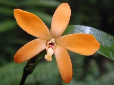 $30 • Buy Orchid Species-Diplocabrium Aureocolor