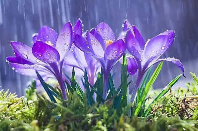 Purple Remembrance Crocus (10 Bulbs) • $9.98