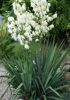 Yucca Filamentosa 8cm Pot Clump Forming White Flowers Mid-late Summer • £9.99